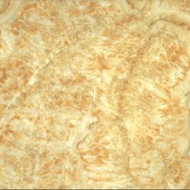 Gạch Prime 60x60 9898